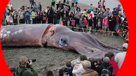 calamar gigante real
